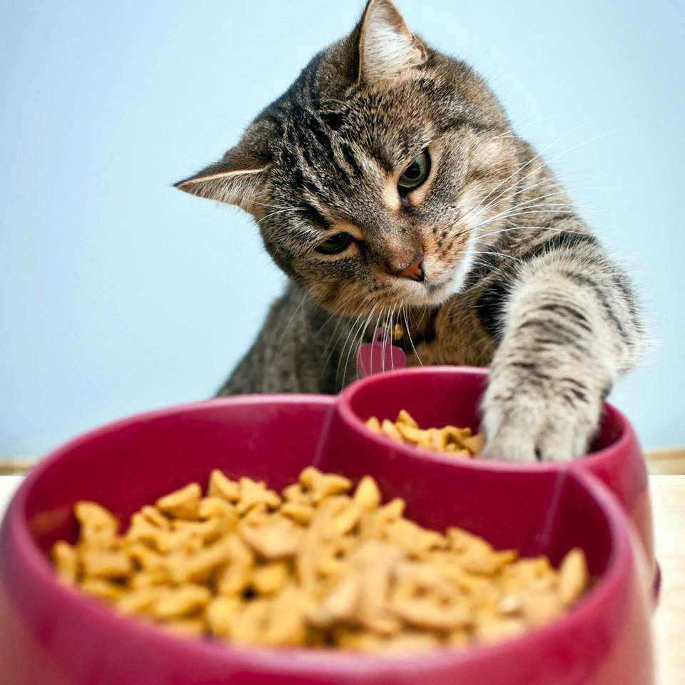 Питание стерилизованных кошек: советы по выбору корма