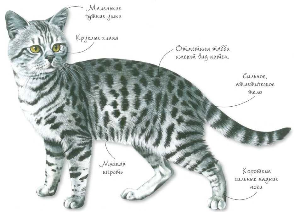 Табби: что за окрас у кошек, как выглядит, виды и классификация,