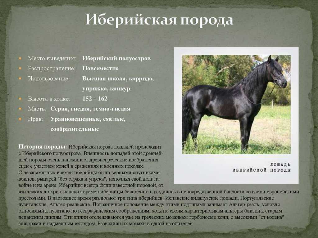 Лошадь карачаевской породы: описание, содержание и разведение :: syl.ru