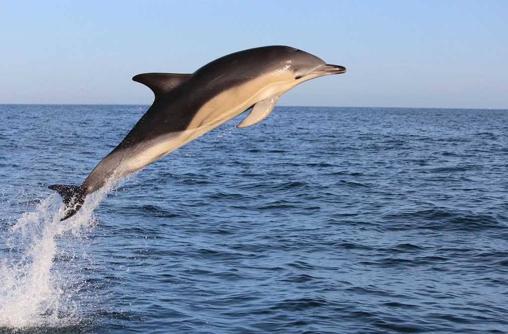 Дельфин обыкновенный - common dolphin - abcdef.wiki