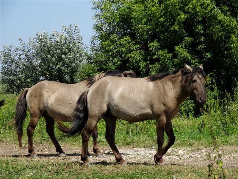 История происхождения лошадей. предки лошади - эогиппусы (гиракотерии)
