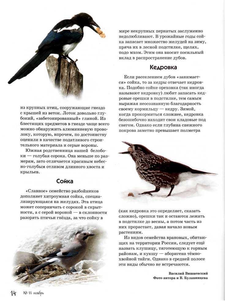 Ворона птица. описание, особенности, образ жизни и среда обитания вороны | живность.ру