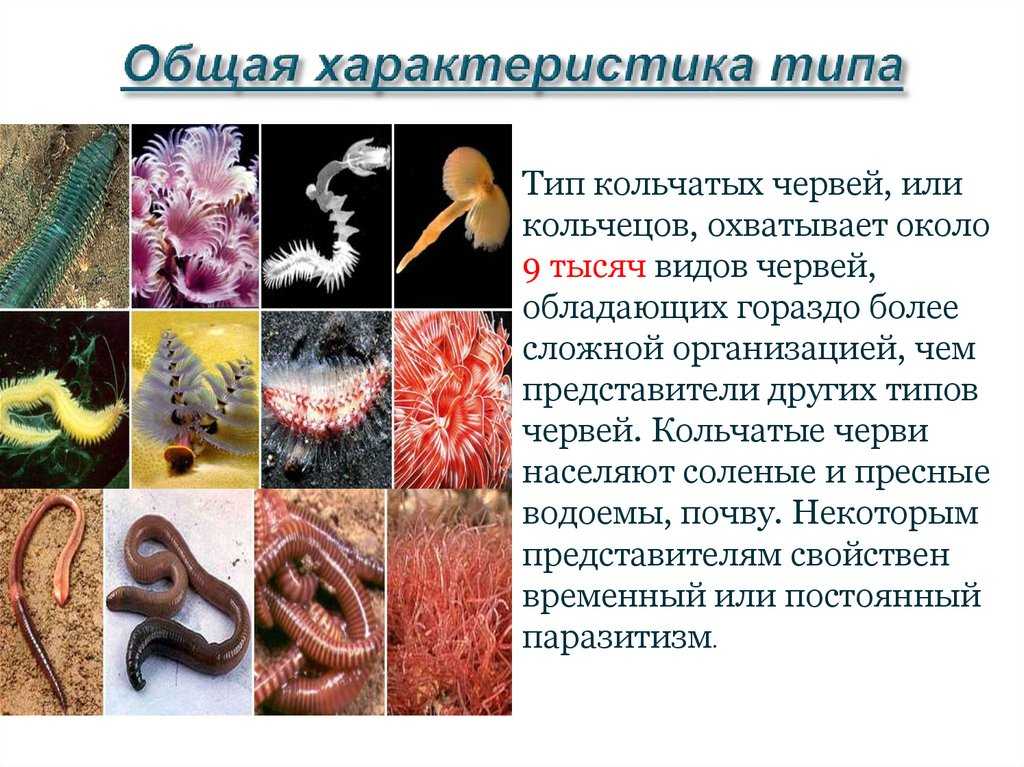 Тип кольчатые черви: характеристика, системы органов, значение червей в природе
