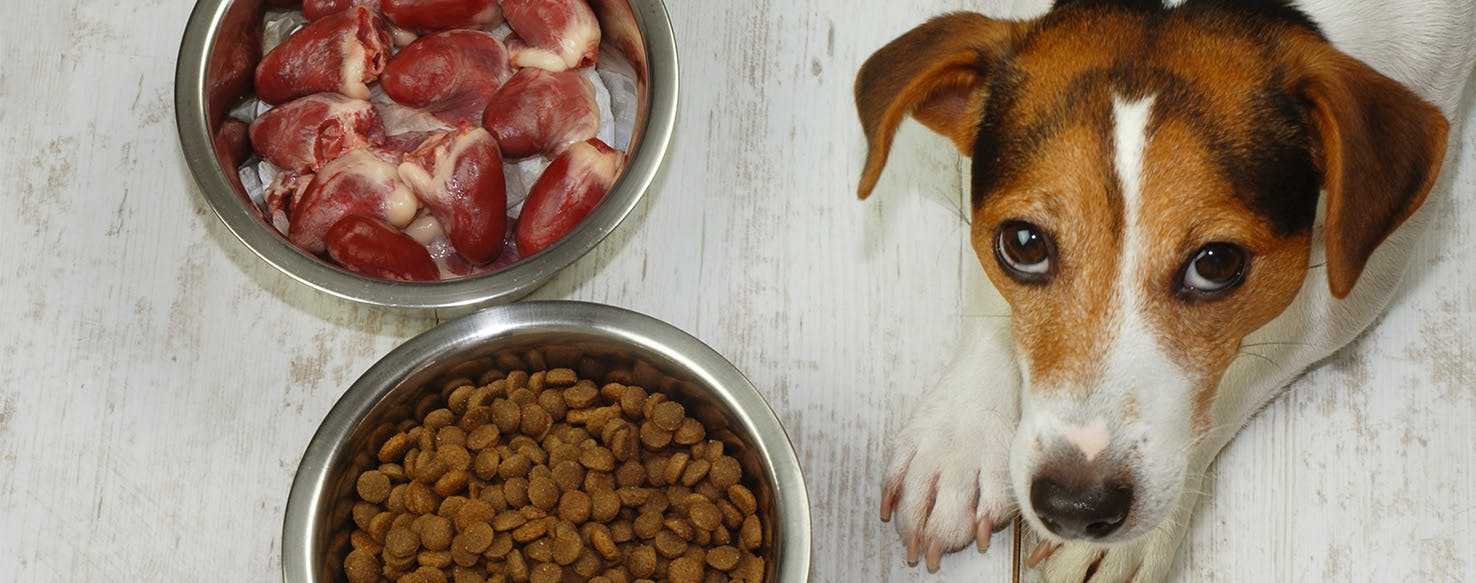 Нужно ли солить еду собаке: советы ветеринаров, отзывы собаководов