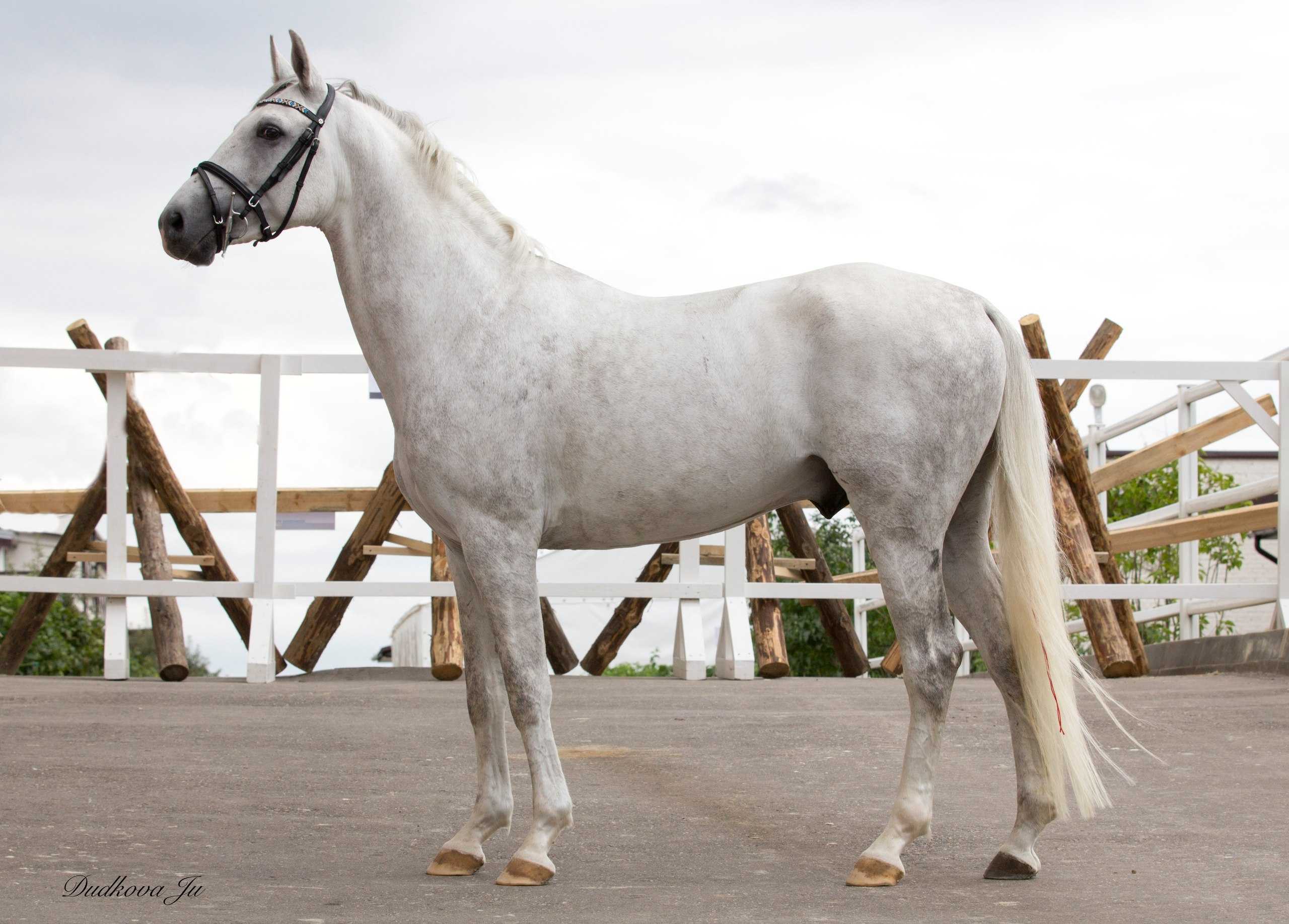 Тракененская лошадь: описание и разведение породы, характер, рост, масти