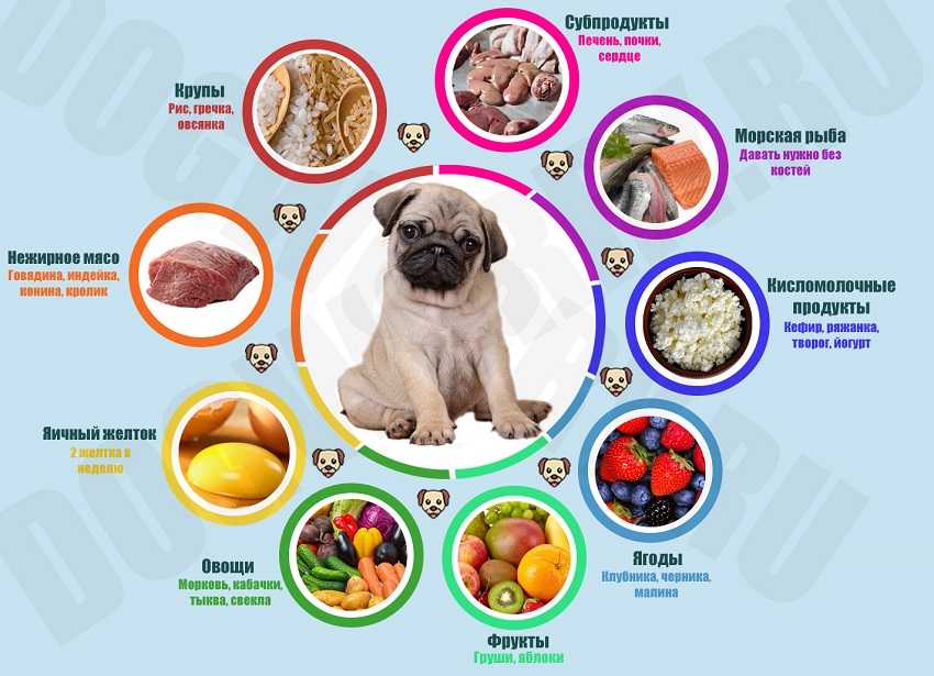 Как правильно кормить собаку? натуралка, сушка или смешанное питание? 