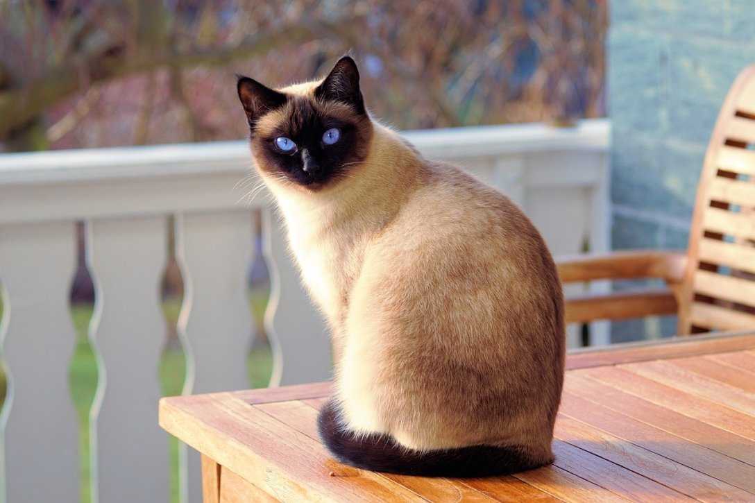 Кошка абиссинской породы — содержание дома, игривость, привязанность к человеку (93 фото + видео)