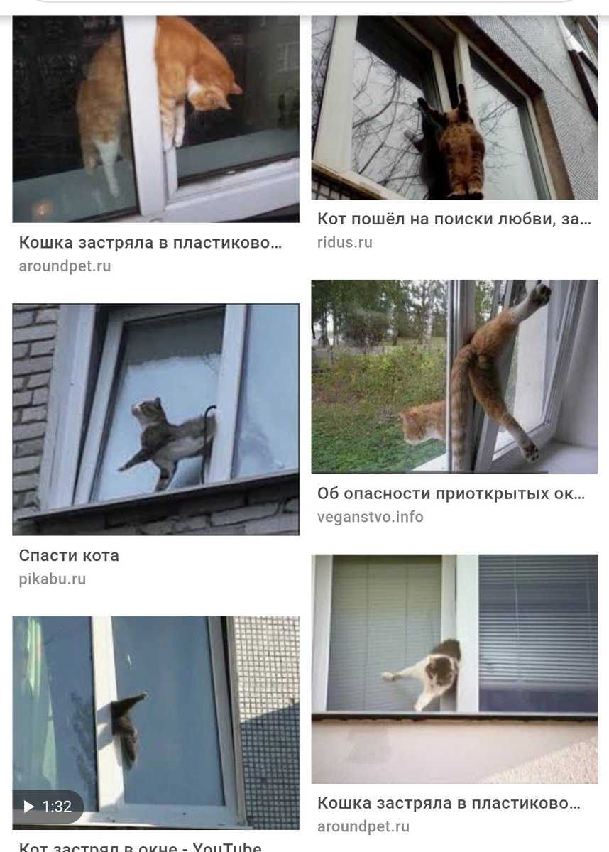 ᐉ почему коты падают из окна - zoovet24.ru