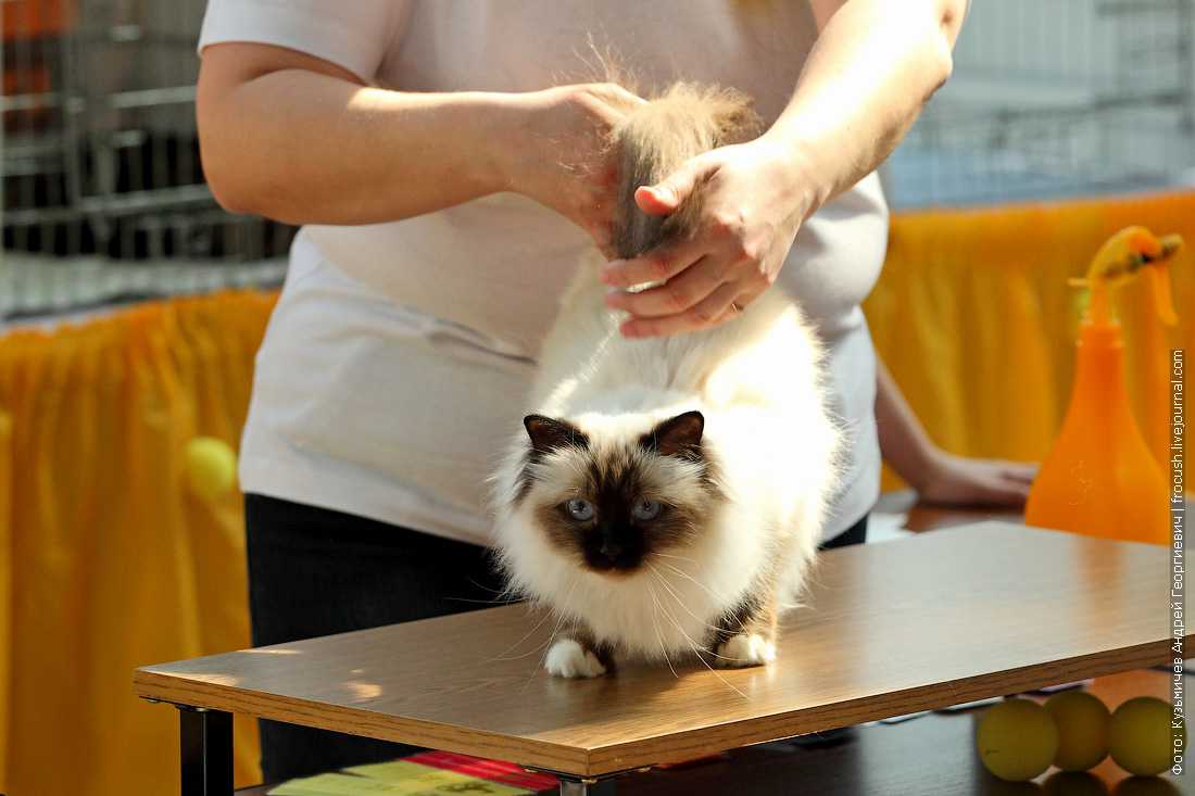 Бирманская кошка: особенности бирмы и фото священного кота, уход за питомцем и его содержание