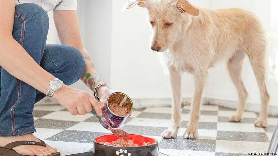 Как отучить собаку подбирать на улице – еду, всякую гадость