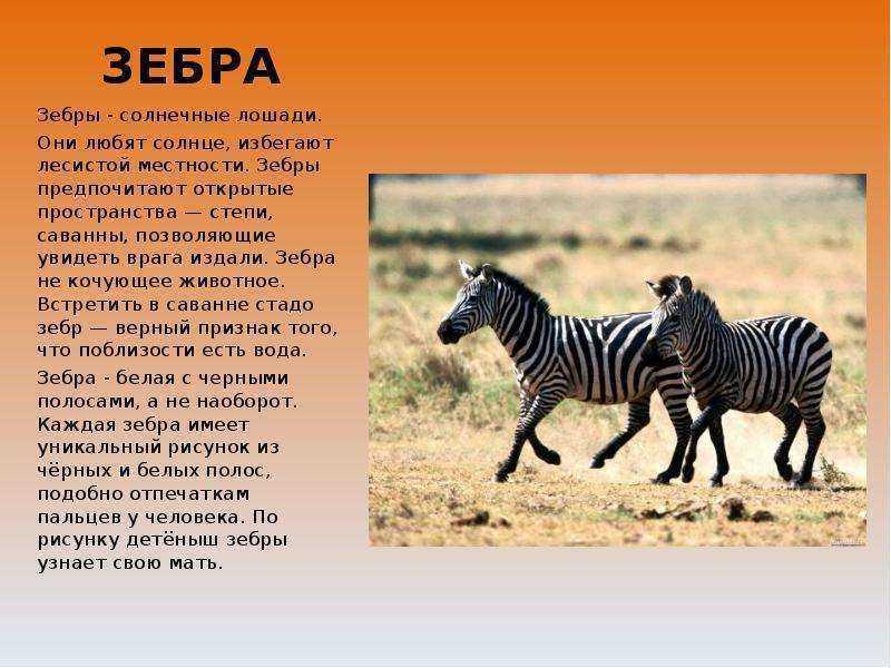 Зебра животное. описание, особенности, виды, образ жизни и среда обитания зебры