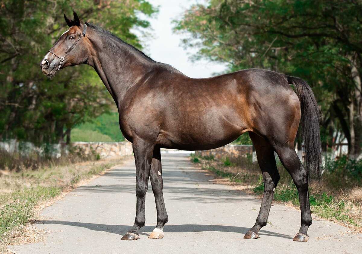 Цыганская лошадь. описание, особенности, уход и цена цыганской лошади
