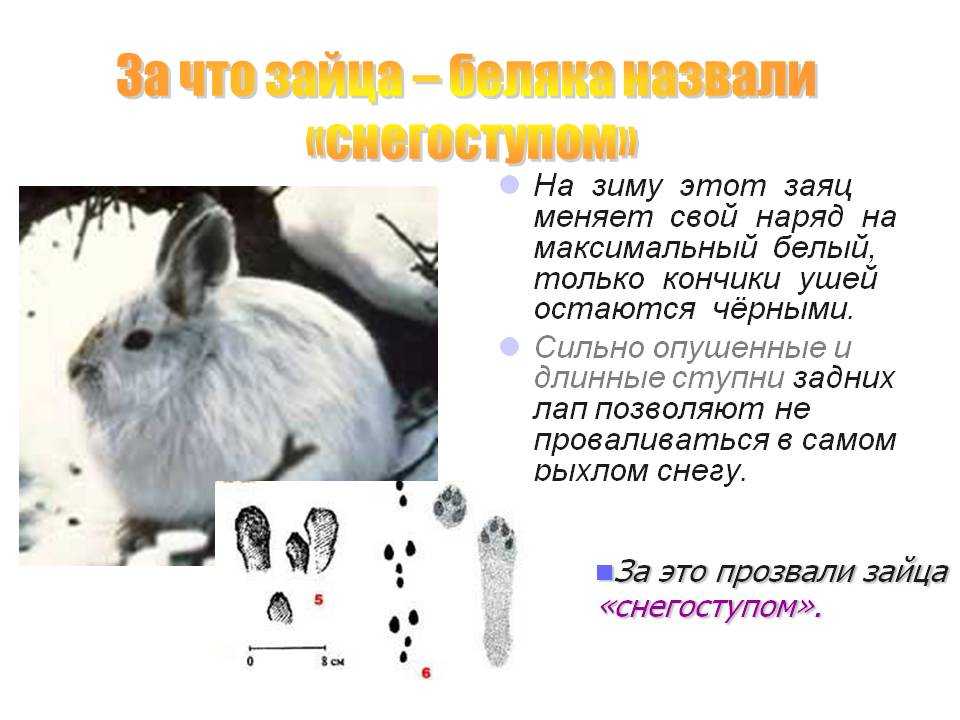 Объясните руководствуясь этой схемой формирование у зайцев длинных и мощных задних конечностей