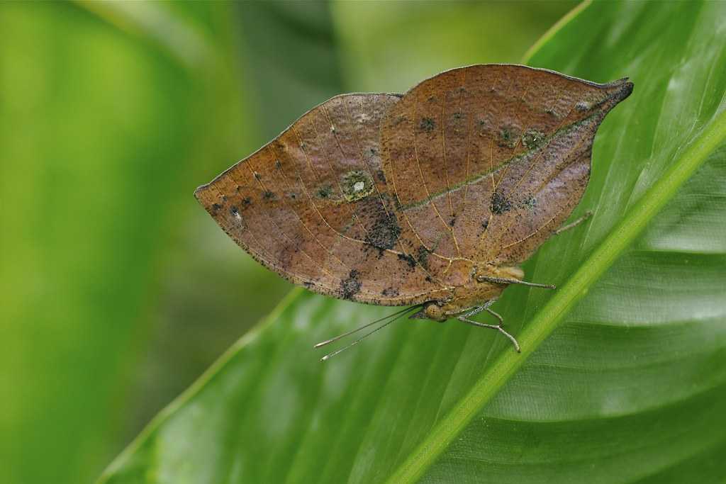 Бабочки - общая характеристика, виды и стадии развития