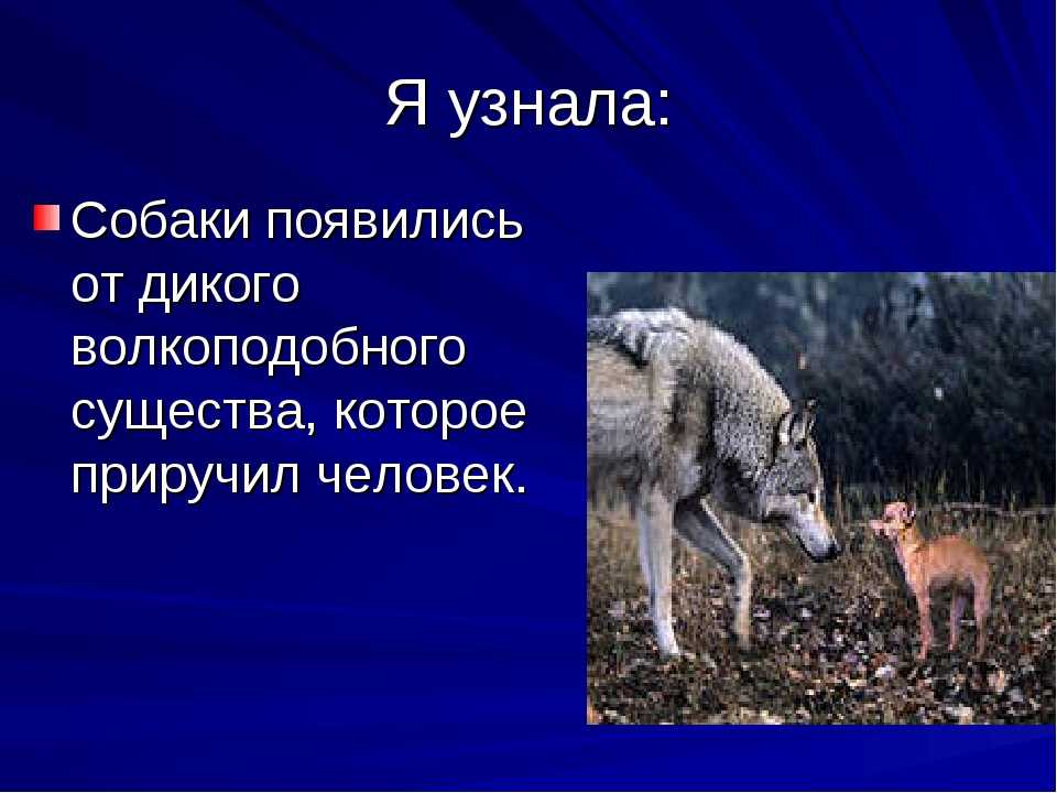 Как приручили собаку: версии ученых и теоретиков