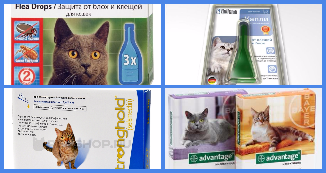 Блохи у кошек