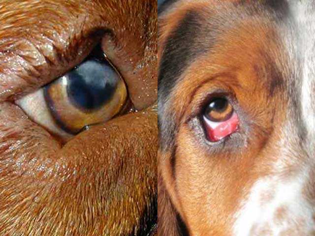 Собака щурит глаза - основные причины и распространённые методы лечения