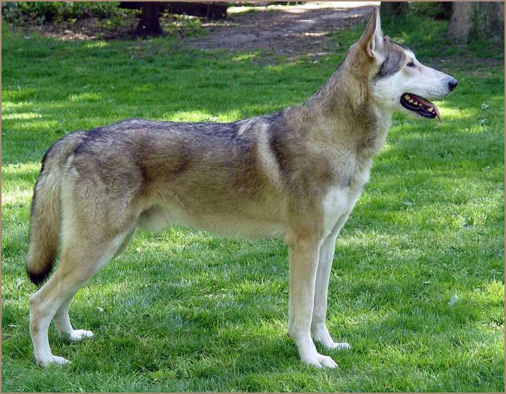 Собака похожая на волка - фото пород с названиями, собака скрещенная с волком.