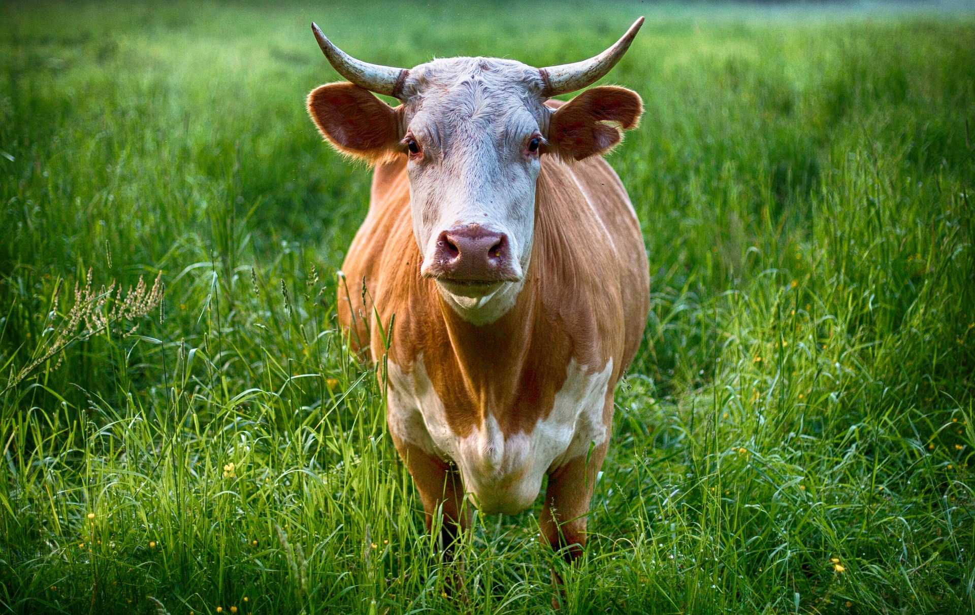 Дикие коровые: лесная, зебувидная и другие породы
