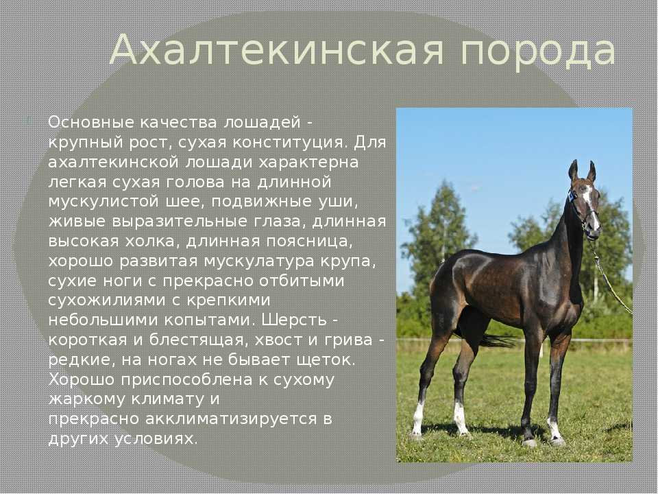 Русские верховые лошади