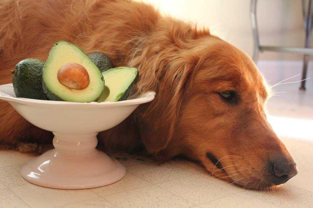 Почему собака плохо ест