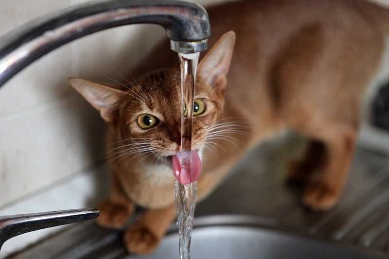 Почему кошка не ест только пьет воду и спит и что делать?