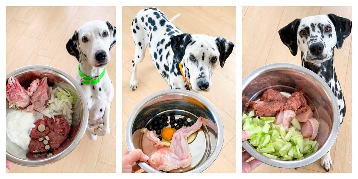 Консервы для собак: как правильно кормить собаку влажным кормом?