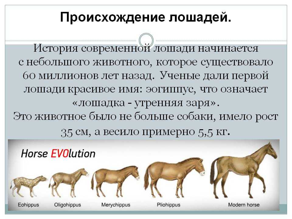Рост лошадей: породы, средний в холке, подкормка, как измерить