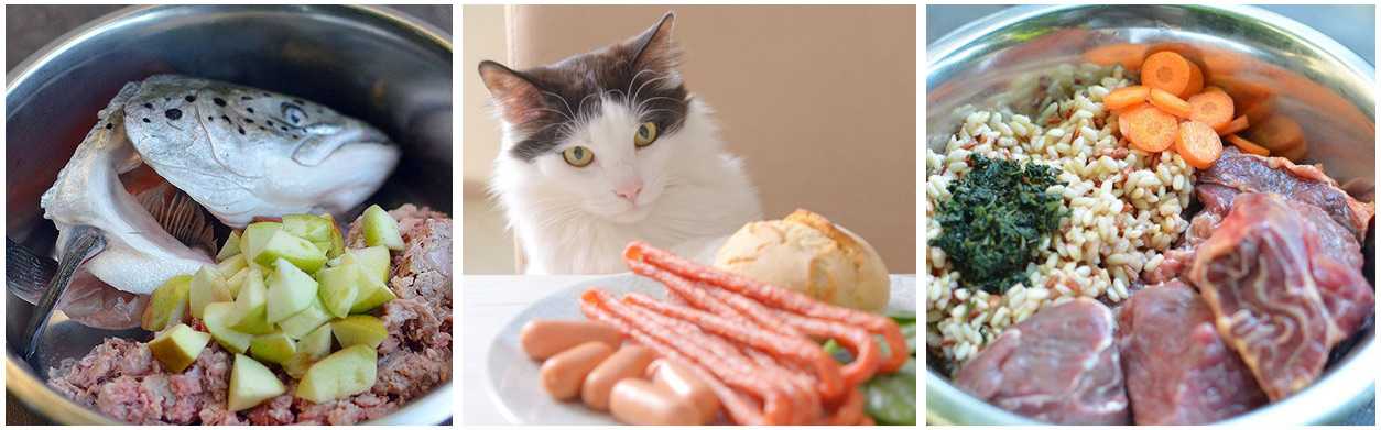 Корм для стерилизованных и кастрированных кошек и котов: какой лучше по составу и отзывам ветеринаров, можно ли кормить питомца обычной едой