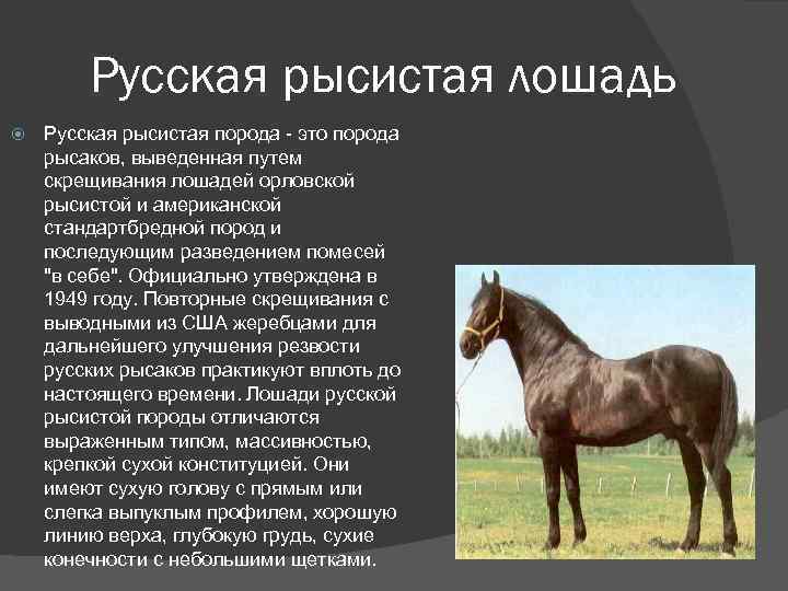 Экстерьер характер русской рысистой породы лошадей русских рысаков