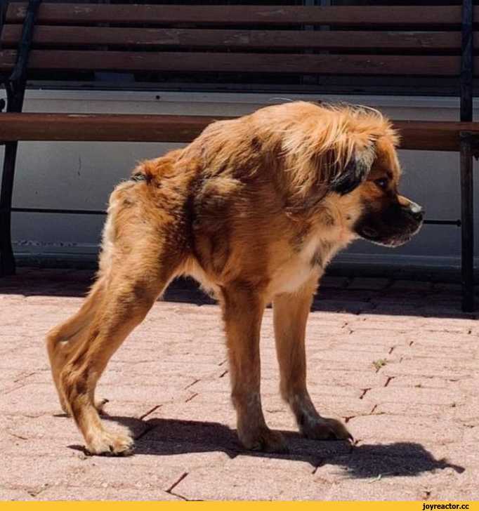 Овчарка джульбарс - собака-герой войны