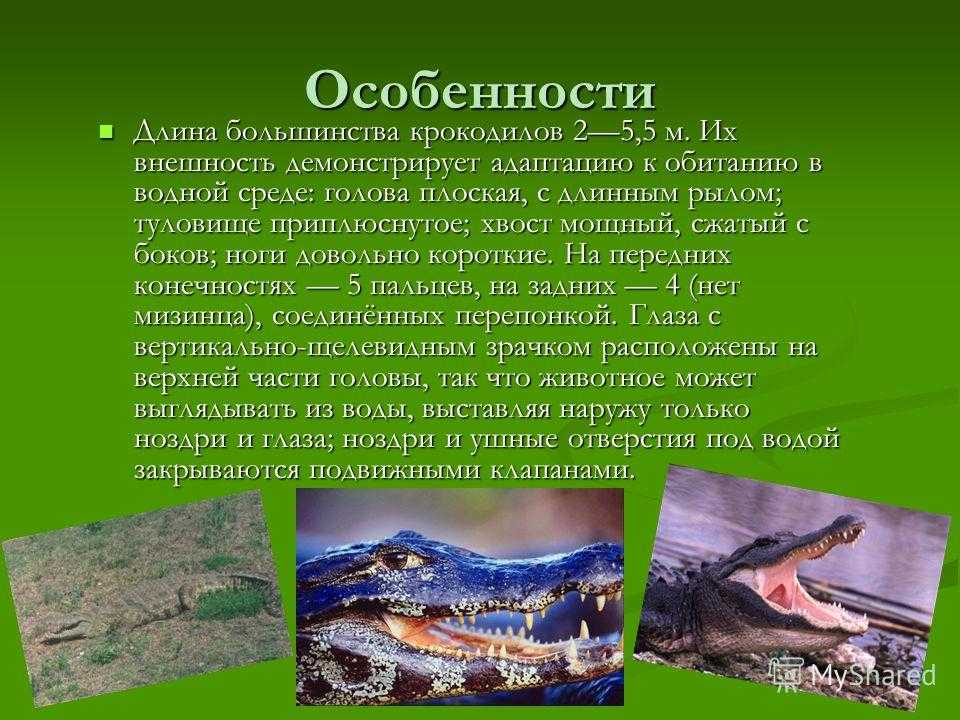 Крокодилы: описание, виды, среда обитания, что ест, враги и образ жизни | планета животных