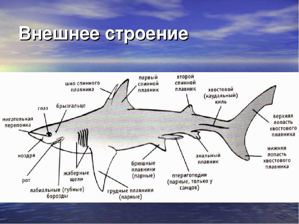 Какой цифрой на рисунке обозначена хрящевая рыба