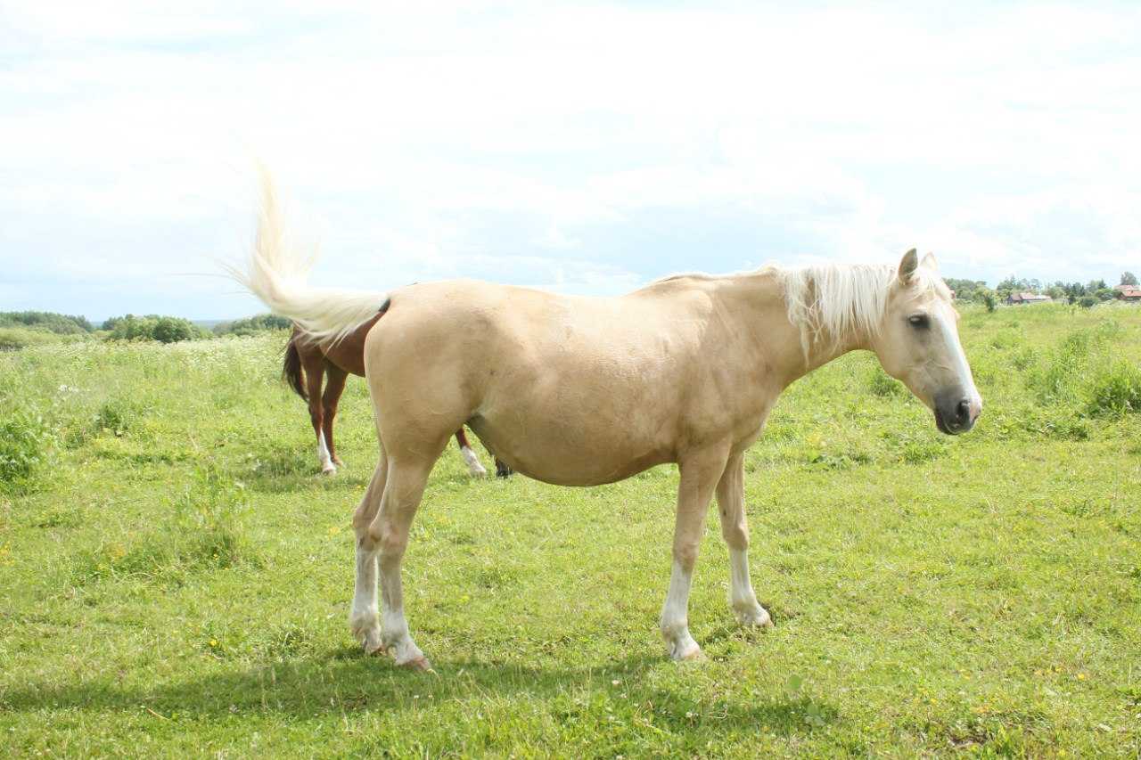 Жеребость и выжеребка лошади (беременность и роды лошади) | агропромышленный вестник