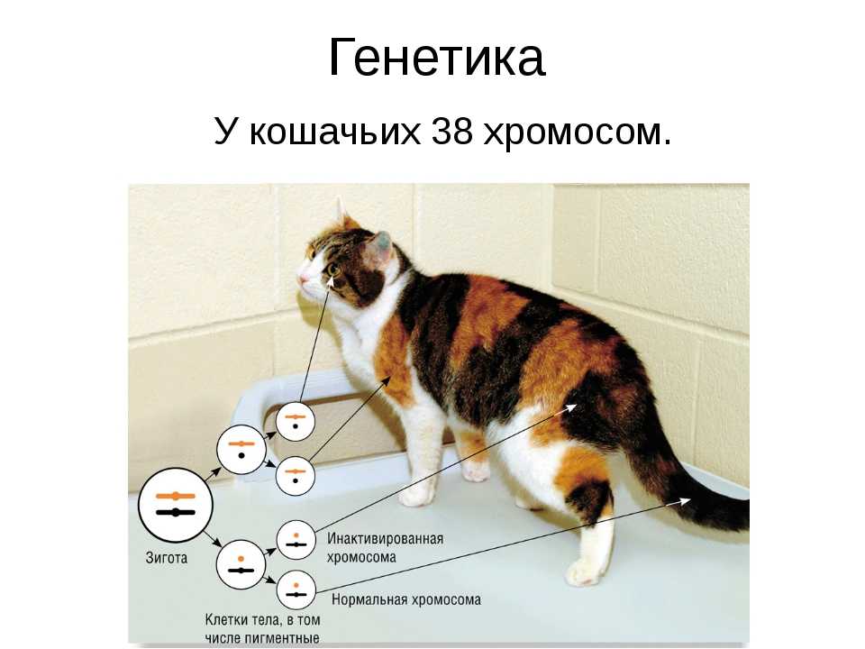 Хромосомы кошки. Генетика кошек. Набор хромосом кошки. Сколько хромосом у кошки.