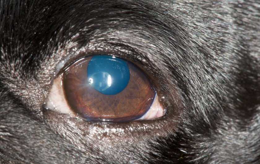 Слепота у собак – причины и проявления | ваши питомцы