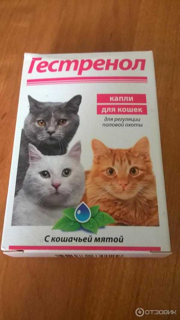 "гестренол" - капли для кошек: инструкция по применению, состав и эффективность :: syl.ru