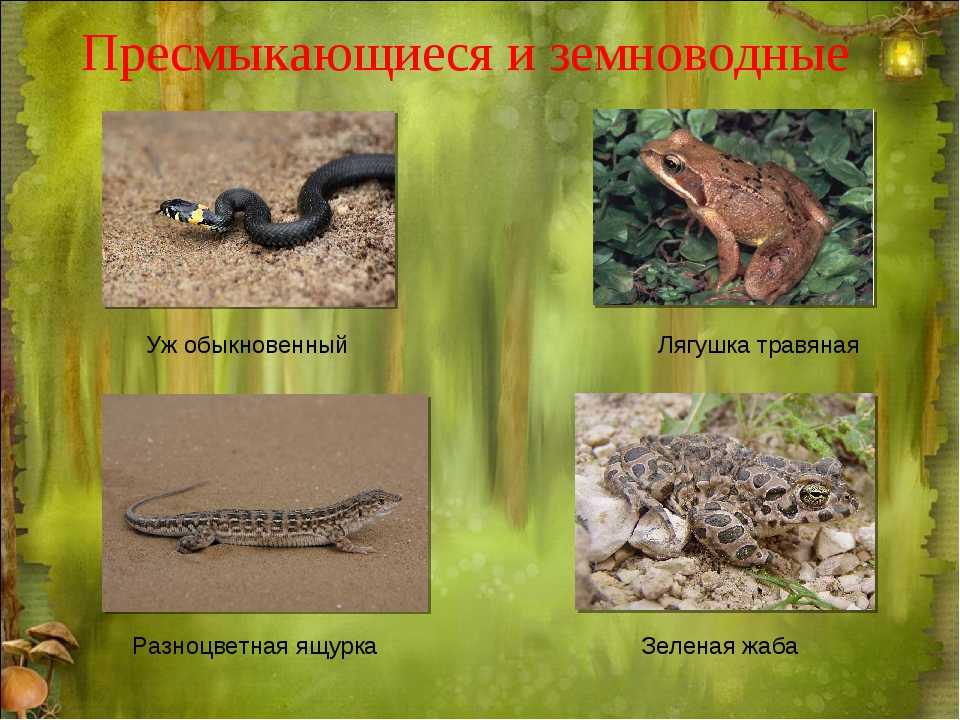 К пресмыкающимся относятся жабы змеи. Земноводные и пресмыкающиеся. Амфибии и рептилии разница. Земноводные от пресмыкающихся отличия. Рептилии и земноводные отличия.