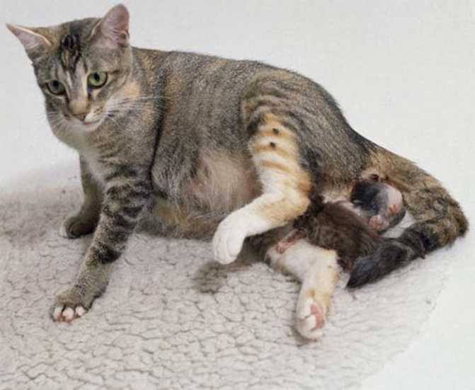 Почему коты убивают своих котят? плохая репутация котов, сексуально озабоченные коты уничтожают выводок котят, ложное возбуждение кошки течка после родов, сексуальный сигнал, мертвые котята поедаются