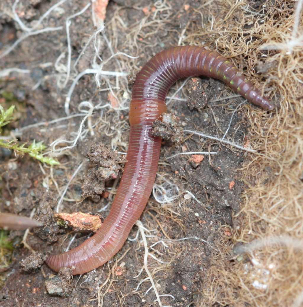 Дождевой червь это какой червь. Выползок малый – Lumbricus rubellus. Червь Земляной (Lumbricus terrestris).