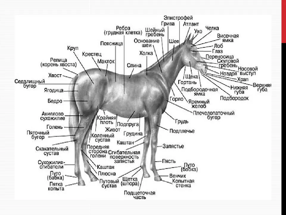 Части тела животных. Скакательный сустав у лошади анатомия. Части тела лошади названия. Стати лошади схема. Строение лошади схема.