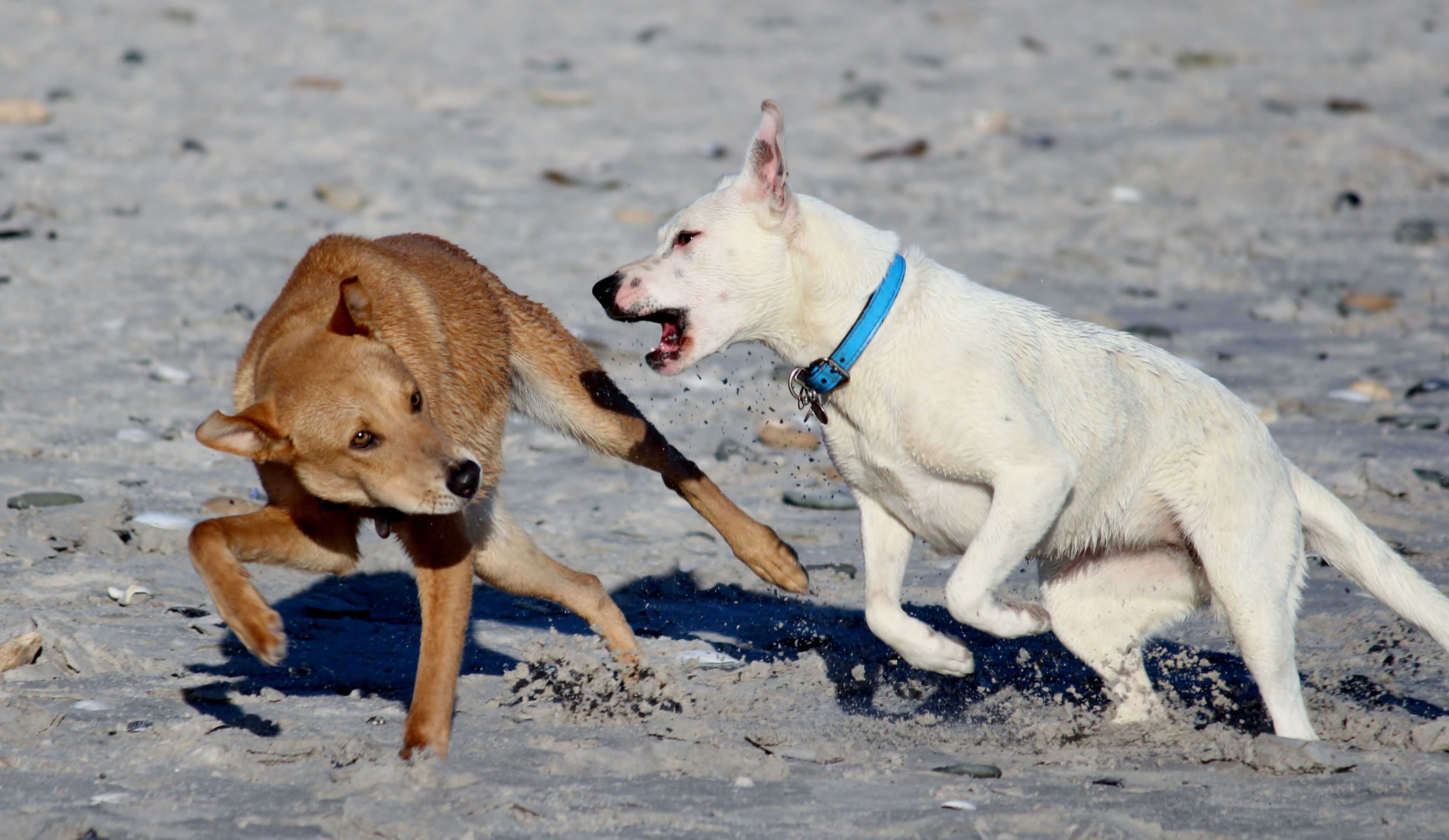 Почему собаки занимаются. Джек Рассел и лабрадор в грязи. Агрессивная собака. Агрессия собак. Две собаки бегут.