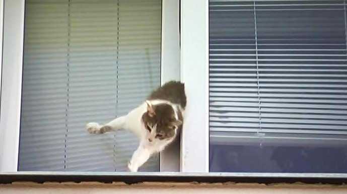 Открытые окна и любопытство: чем грозит кошке падение с высоты?