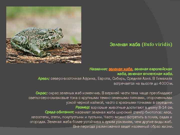 Разведение аквариумных лягушек - oozoo.ru