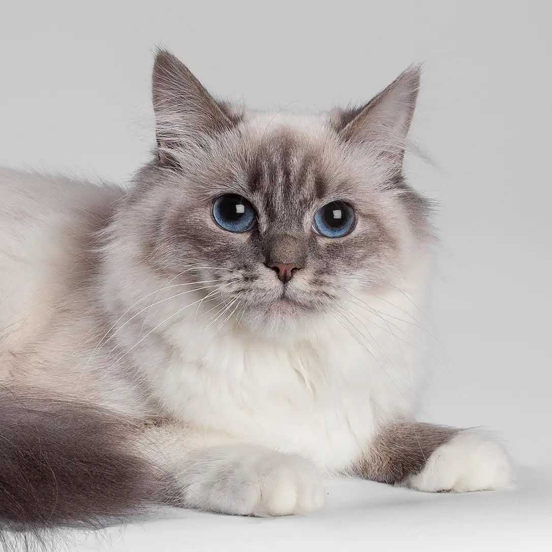 Порода кошки невская маскарадная фото и характеристики