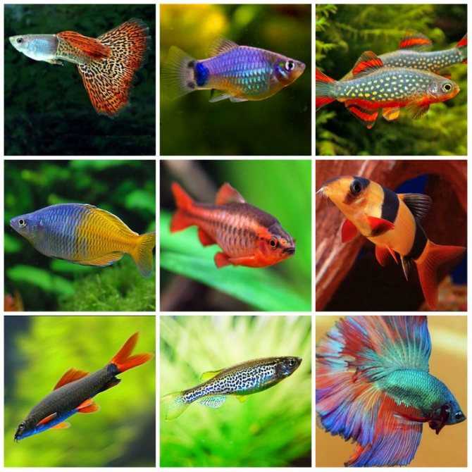 Совместимость аквариумных рыбок: виды, таблица
совместимость аквариумных рыбок: виды, таблица