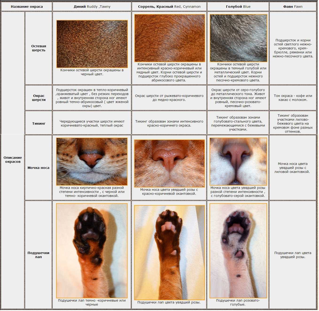Окрасы абиссинских кошек таблица