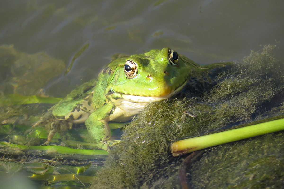 Озерная лягушка: описание, фото, среда обитания / divo.site