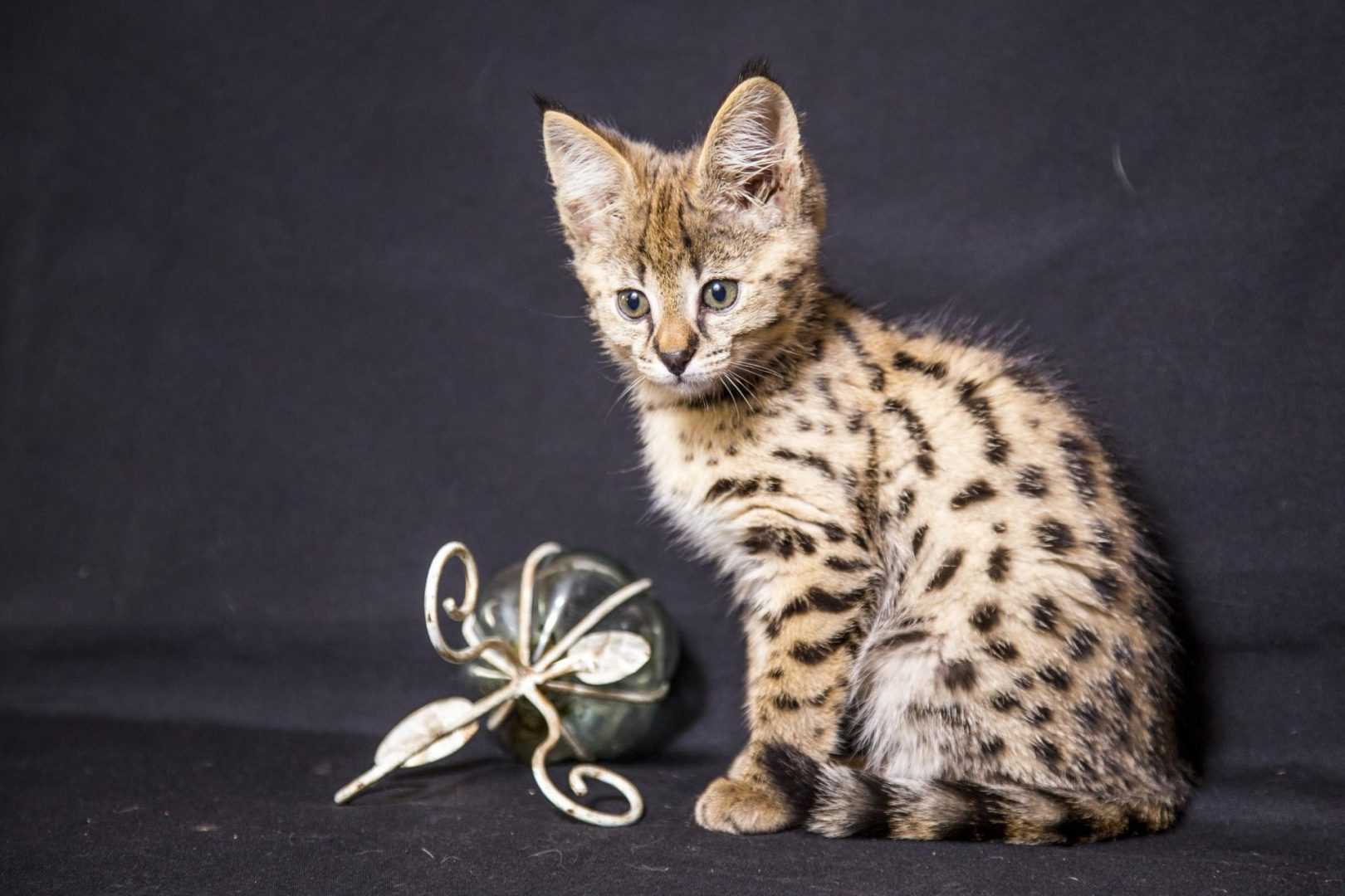 Саванна - фото и описание породы кошек (характер, уход и кормление)