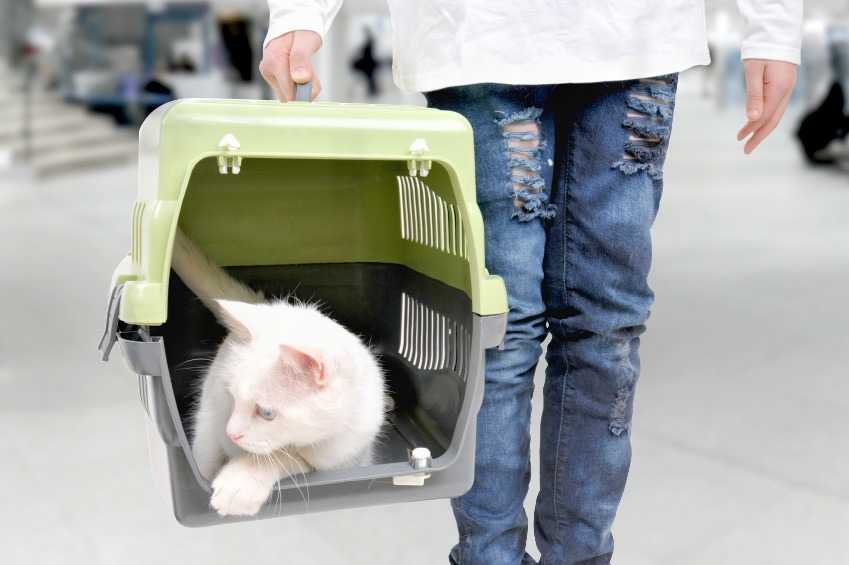 Как правильно перевозить кошек и котов